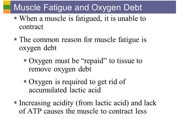 Muscle fatigue