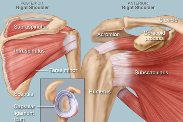 Muscle of the rotator cuff discount